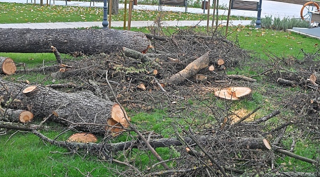 MİLLET PARKI'NDA AĞAÇ KATLİAMI