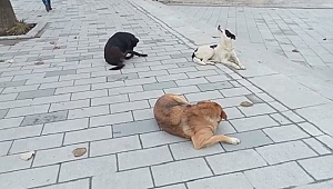 ERDOĞAN TALİMAT VERDİ: SAHİPSİZ KÖPEKLER BARINAĞA