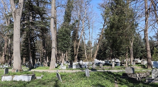 ŞEHİR MEZARLIĞINDAKİ AĞAÇ KESİMİNE TEPKİLER VAR