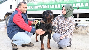 ŞİDDET GÖREN KÖPEĞE ŞEFKAT ELİ