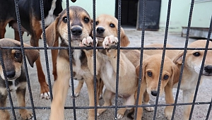 70 KÖPEK SAHİPLENDİRİLDİ