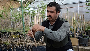 FINDIK ÜRETİCİLERİN YÜZÜNÜ GÜLDÜRECEK