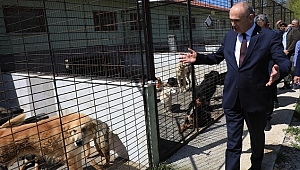 KÖPEK DOSTU ŞEHİR OLDUK