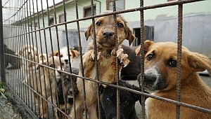 KÖPEKLER KISIRLAŞTIRILIYOR