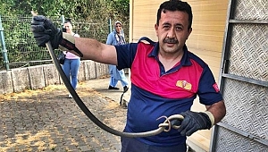 2 METRELİK YILAN PANİK YARATTI