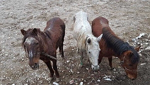 KAÇAK KESİME GÖTÜRÜLEN 10 AT YAKALANDI