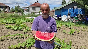 DÜZCE KARPUZU ÇIKTI