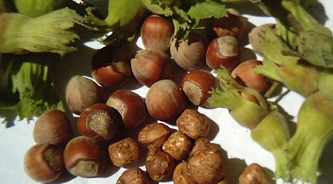 FERRERO'DAN FINDIK HASADI ÖNERİLERİ