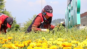 PARKLARA BAYRAM BAKIMI