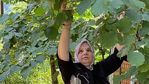 AYŞE HANIM FINDIK TOPLADI