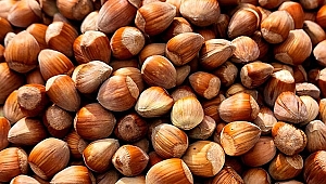 FERRERO FINDIK FİYATINI AÇIKLADI, PİYASAYI ÖLDÜRDÜ!