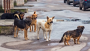KÖPEKLERDEN KAÇARKEN YÜKSEKTEN DÜŞTÜ