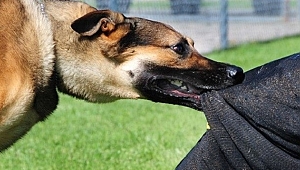 KÖPEK SALDIRISINDA YARALANDI