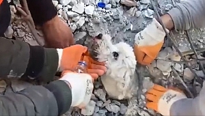 ENKAZDA KALAN YAVRU KÖPEK 60 SAAT SONRA KURTARILDI