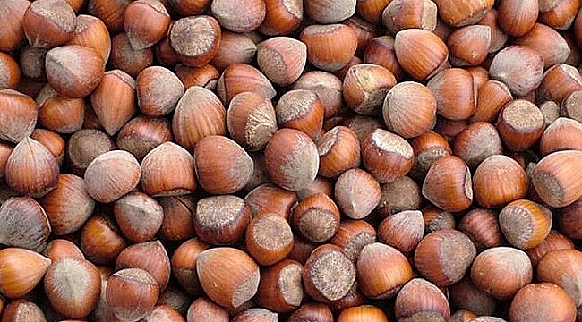 FINDIKTAKİ TEHLİKE