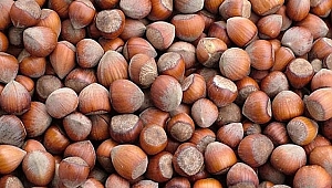 FINDIKTAKİ TEHLİKE