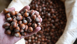 FERRERO DEĞERLİ TARIM İLE BİNLERCE FINDIKÇIYA ULAŞTI