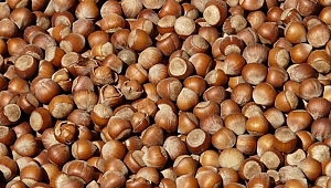 FINDIKTA 75 LİRA BEKLENTİSİ