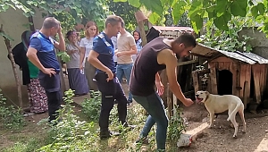 BAKILMASI TEHLİKELİ VE YASAK OLAN KÖPEK YAKALANDI