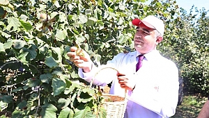 VALİ FINDIK TOPLADI