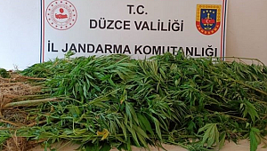 YIĞILCA'DA KENEVİR OPERASYONU