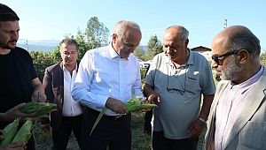 BELEDİYE 70 TON MISIR ÜRETTTİ
