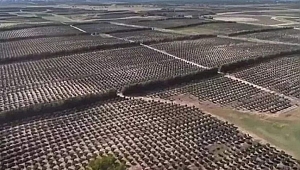 FERRERO AVUSTRALYA'DA 1 MİLYON FINDIK AĞACI DİKTİ