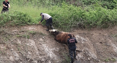iTFAiYEDEN HAYVAN KURTARMA OPERASYONU
