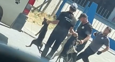 VALİLİK SAHİPSİZ KÖPEKLERİ ÖZENSİZ TOPLAYANLARA SORUŞTURMA AÇTI