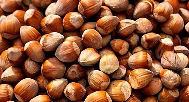 FİSKOBİRLİK GAZA BASTI.. FINDIK 245 LİRAYI GÖRDÜ