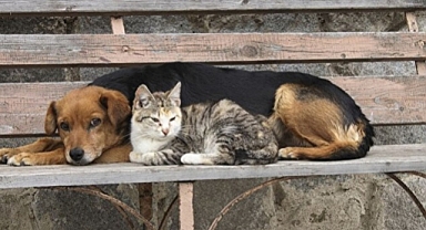 SOKAK HAYVANLARININ BAKIMI DİKAB’A DEVREDİLİYOR