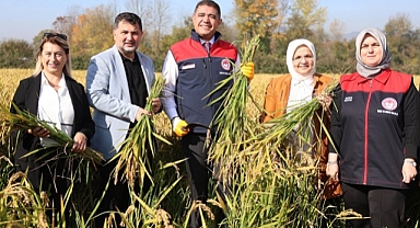DÜZCE'DE PİRİNÇ HASADI BAŞLADI