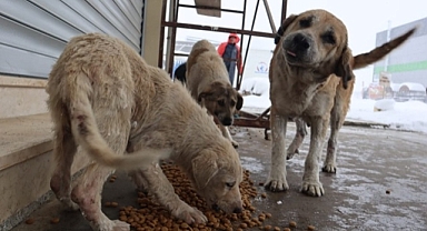DÜZCE BELEDİYESİ'NDEN SOKAK HAYVANLARI DUYARLILIĞI 